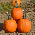Small Mischief Pumpkins