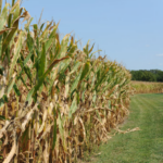 Corn Stalks